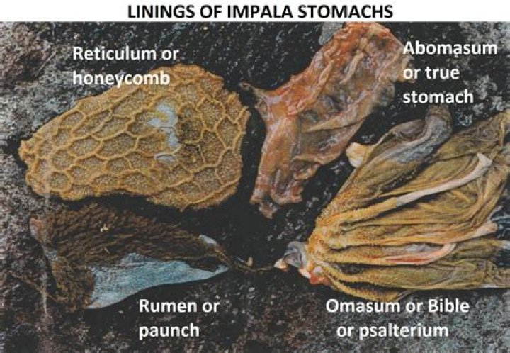 What compartment is considered the first stomach of a ruminant?