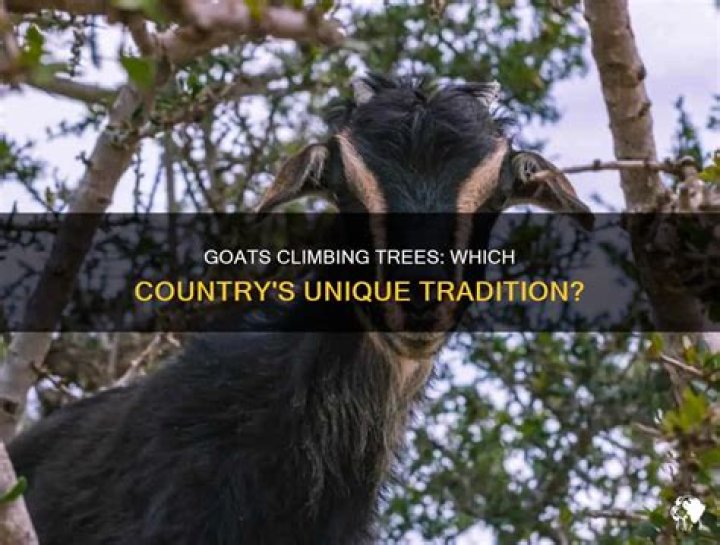 What country do goats climb trees?