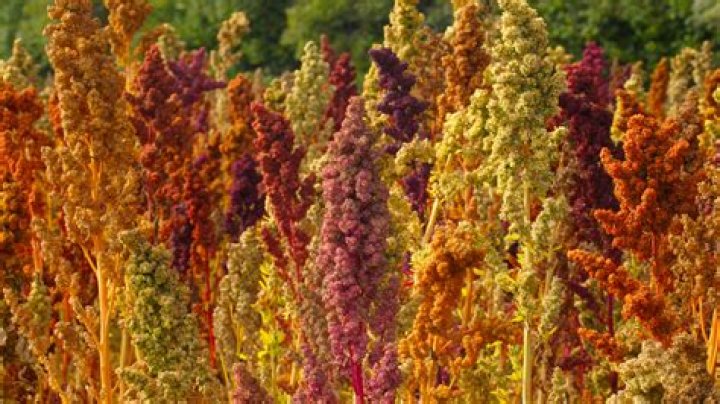 What country grows the most quinoa?