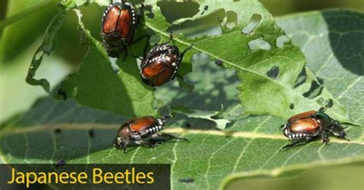 What deters Japanese beetles? | ContextResponse.com