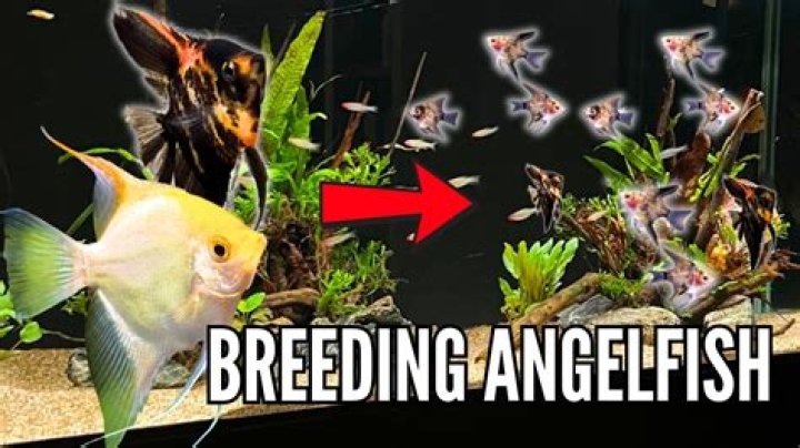 What do angelfish need to breed?