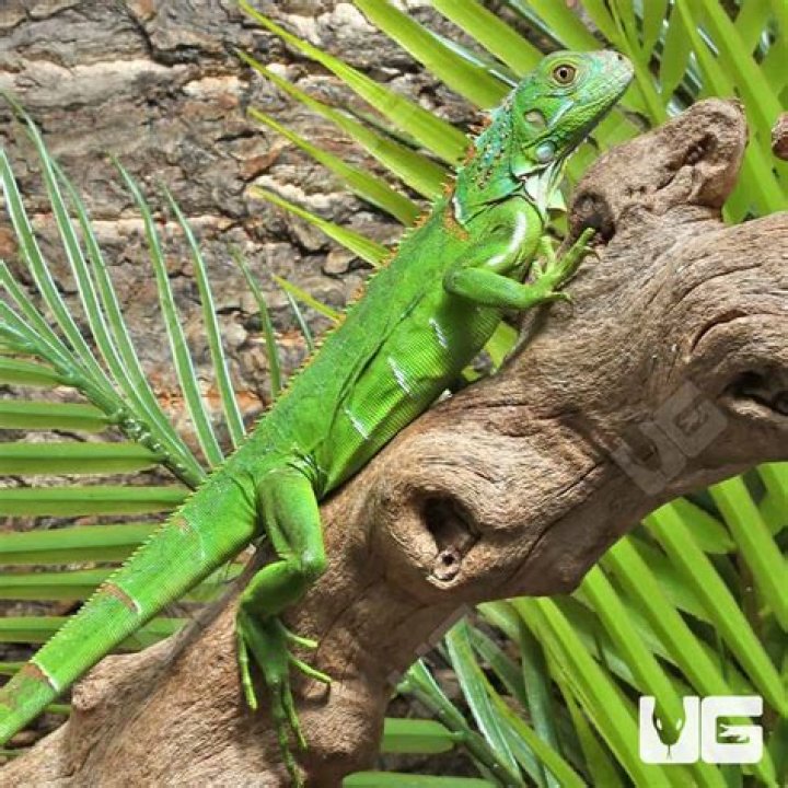 What do baby green iguanas eat?