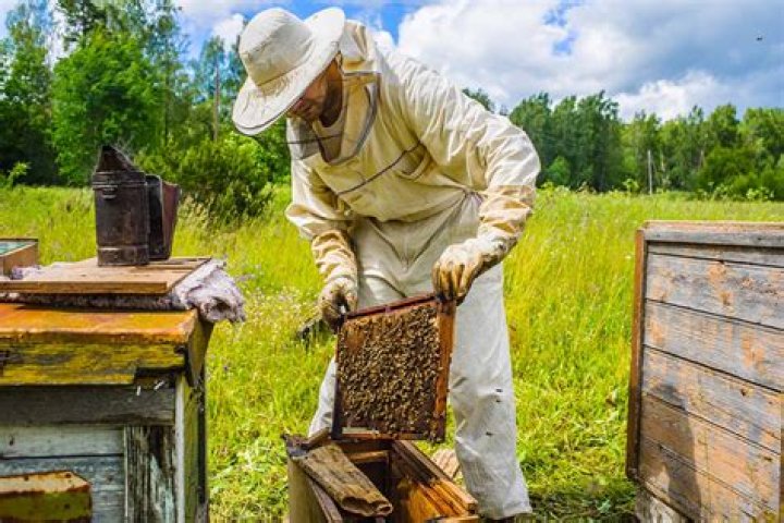 What do beekeepers do?