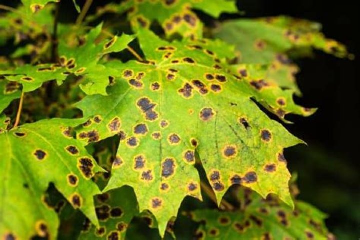 What do black spots on maple leaves mean?