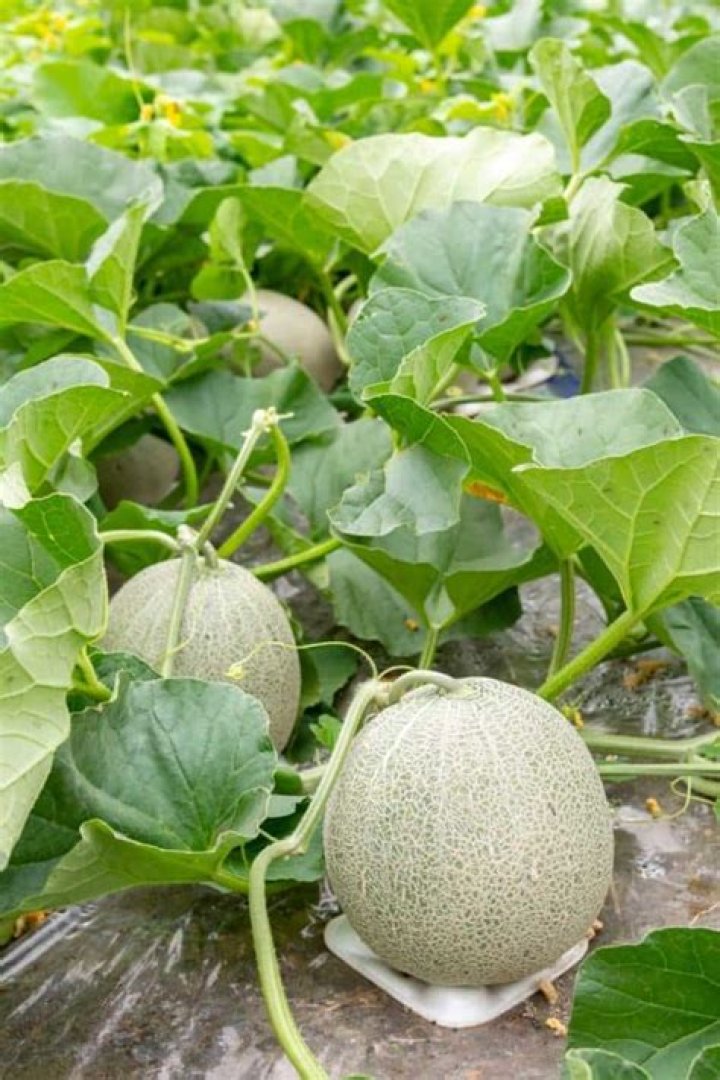 What do cantaloupe plants look like?