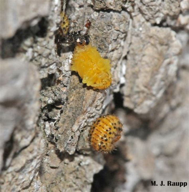 What do Elm Tree Bugs look like?