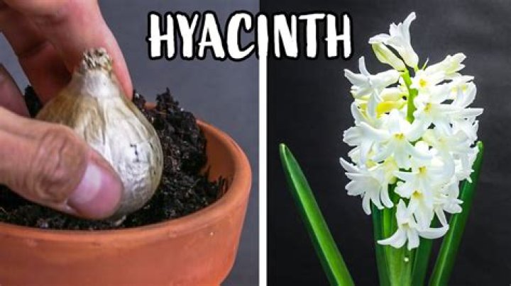 What do I do with a hyacinth bulb after it flowers?