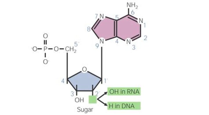 What do nucleic acids contain?