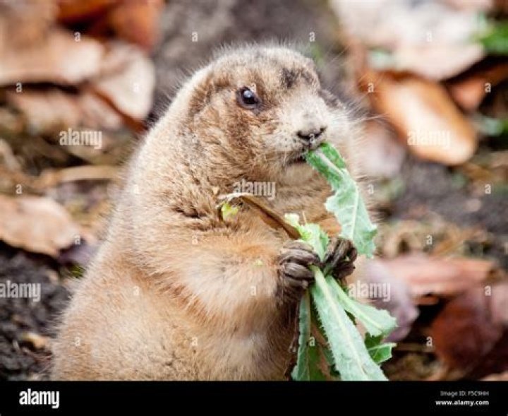 What do prairie dogs drink?
