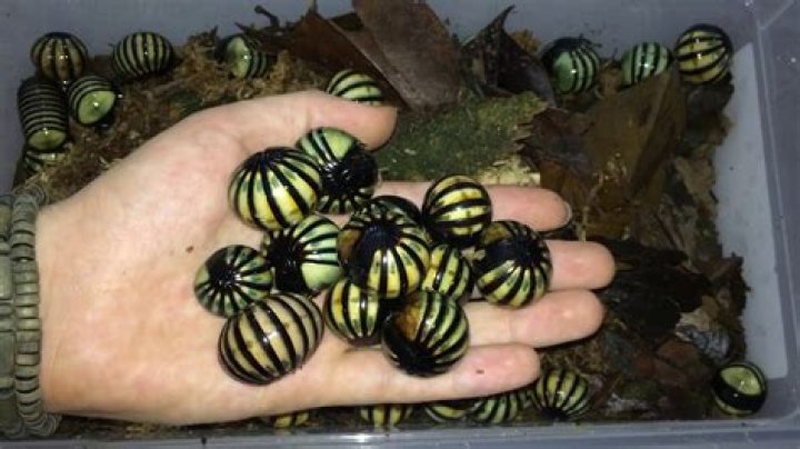 What do Rolly Pollies look like?