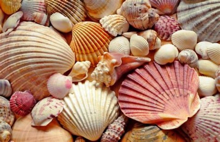 What do seashells symbolize?