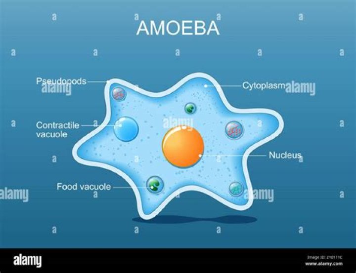 What do single celled organisms eat?