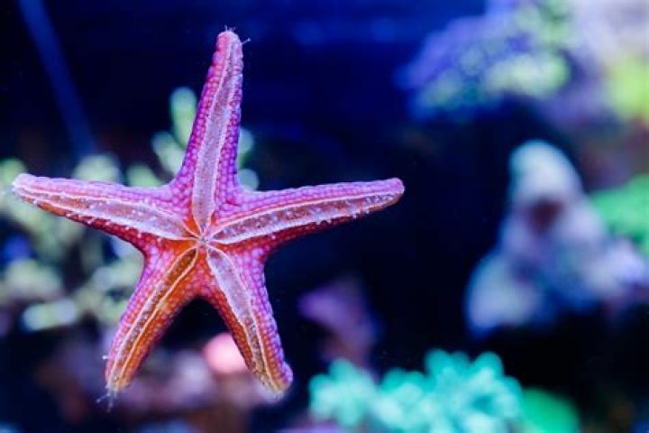 What do starfish eat in an aquarium?