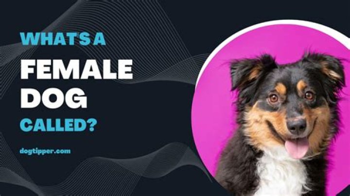 What do you call a female instructor?