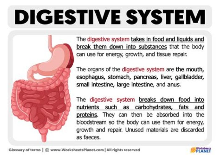 What do you call the food after the mouth has chewed it and started the digestive process?
