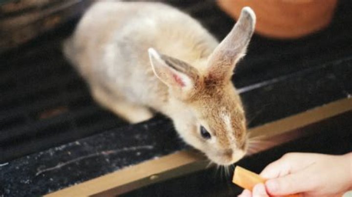 What do you do if your rabbit is not eating?