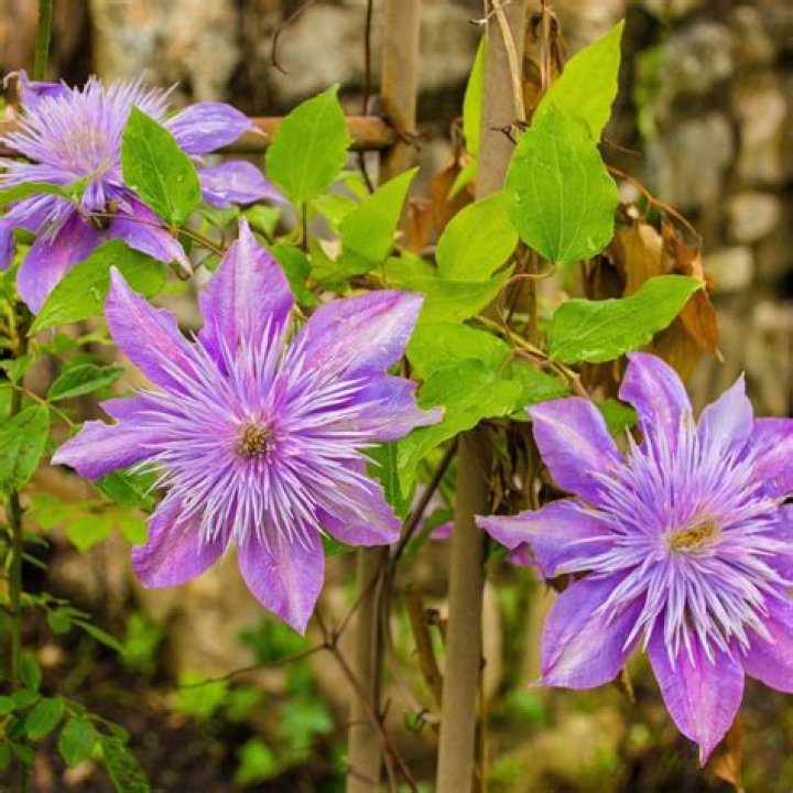 What do you do with clematis after it blooms?