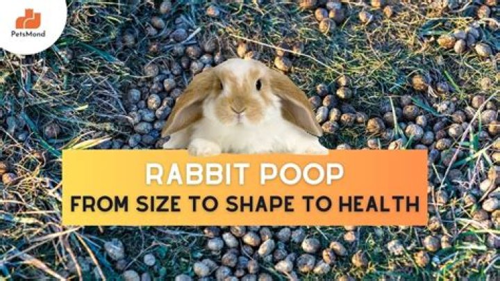 What do you do with rabbit poop?