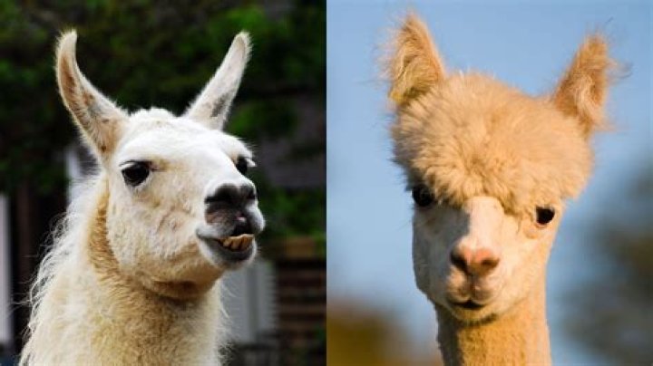 What do you need to own an alpaca?