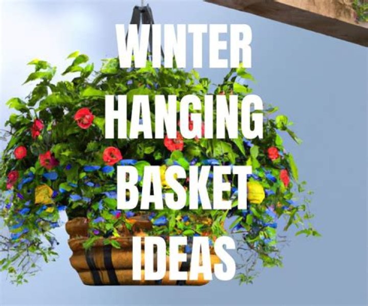 What do you put in a winter hanging basket?