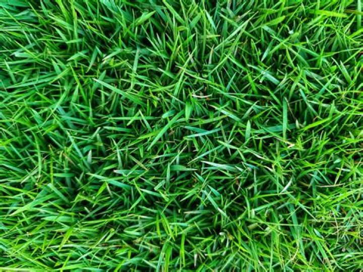 What do you put on Zoysia grass in the fall?
