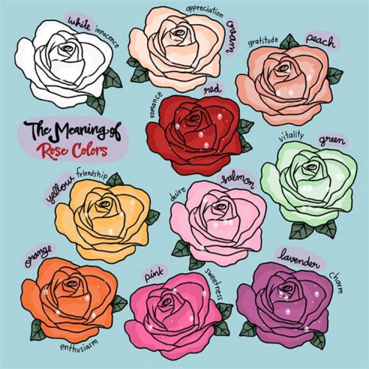 What does 18 roses mean in debut?