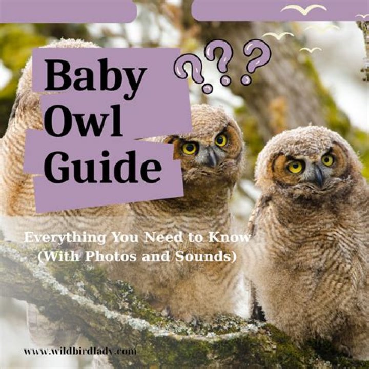 What does a baby owl eat?