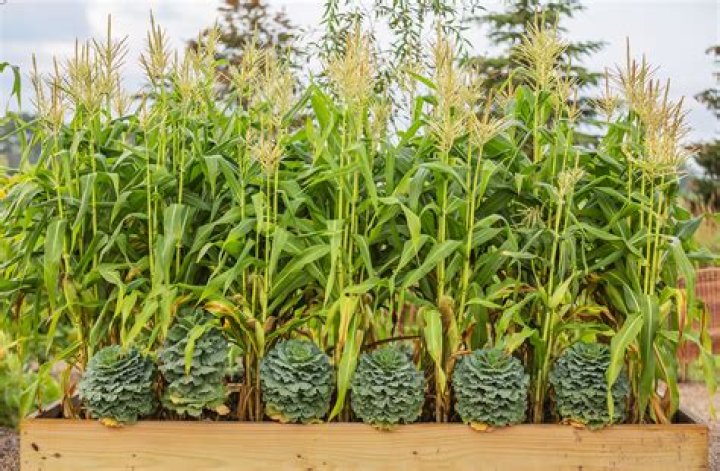 What does a candy corn plant look like?