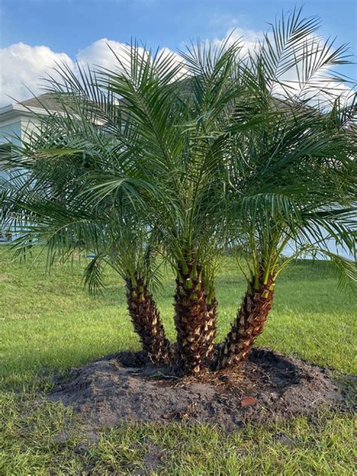What does a date palm look like?