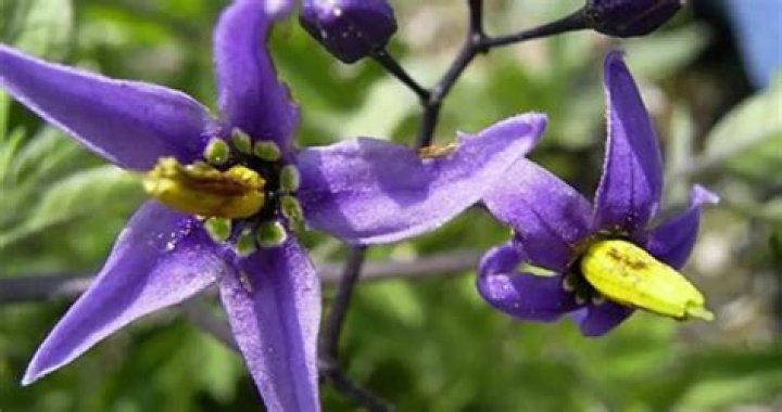What does a deadly nightshade look like?