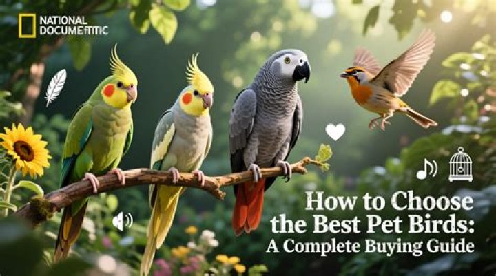 What does a free bird mean?