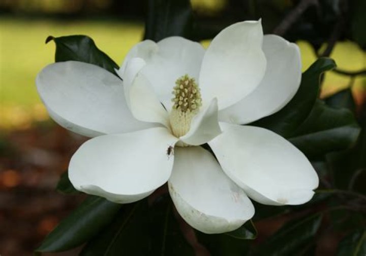 What does a magnolia blossom look like?