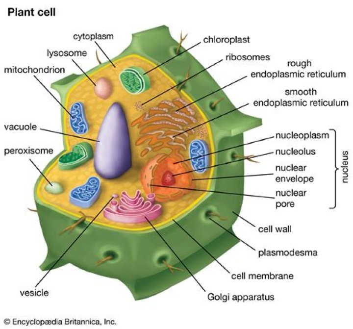 What does a plant cell have?