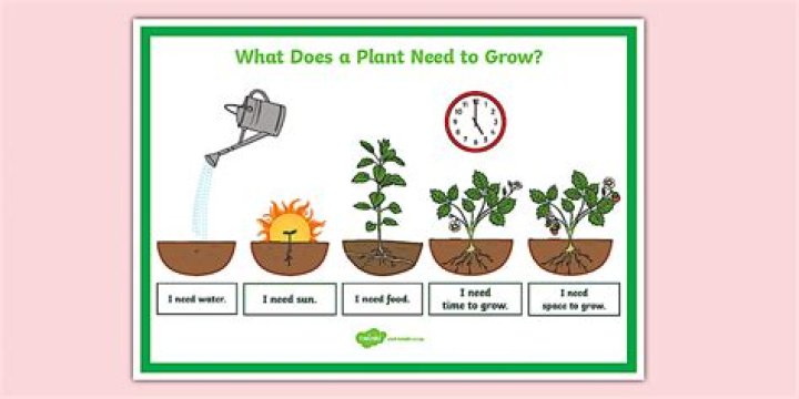 What does a plant need to grow?