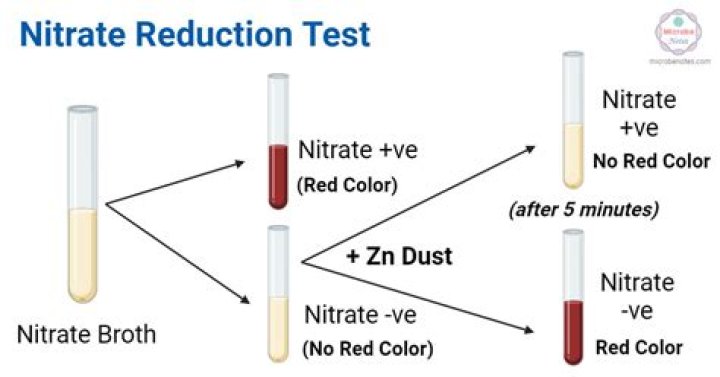 What does a positive nitrite test indicate?