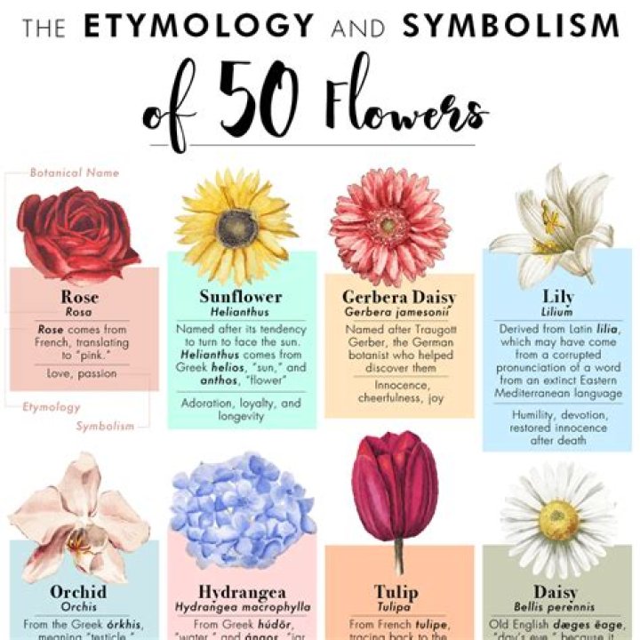 What does a rose symbolize in literature?