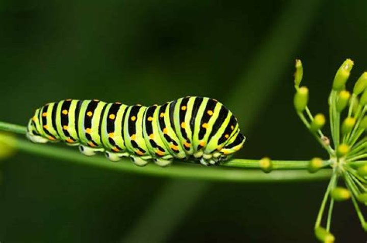 What Does a Tiger Swallowtail look like?