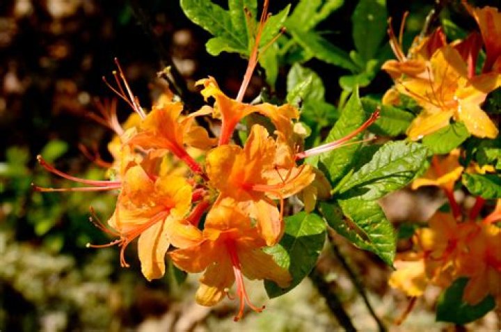 What does a wild azalea look like?