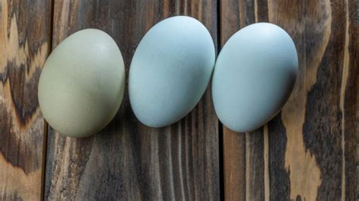 What does ameraucana chickens look like?