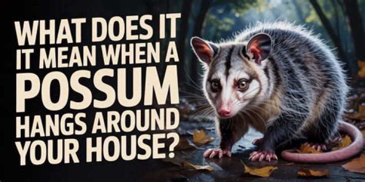 What Does Awesome Possum mean?