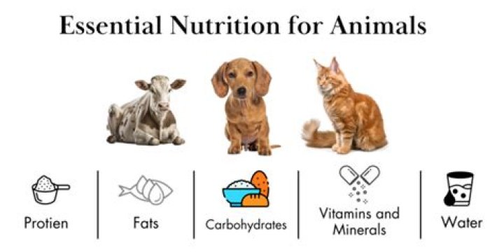 What does essential mean in nutrition?