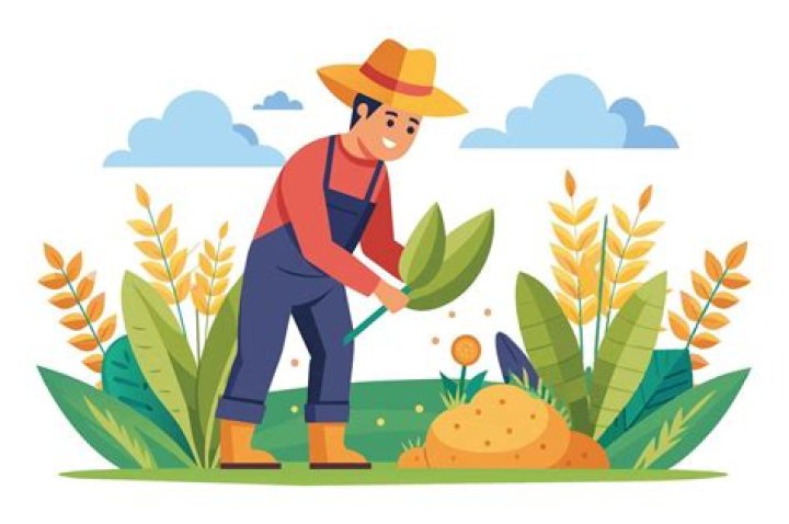 What does farmer League mean?