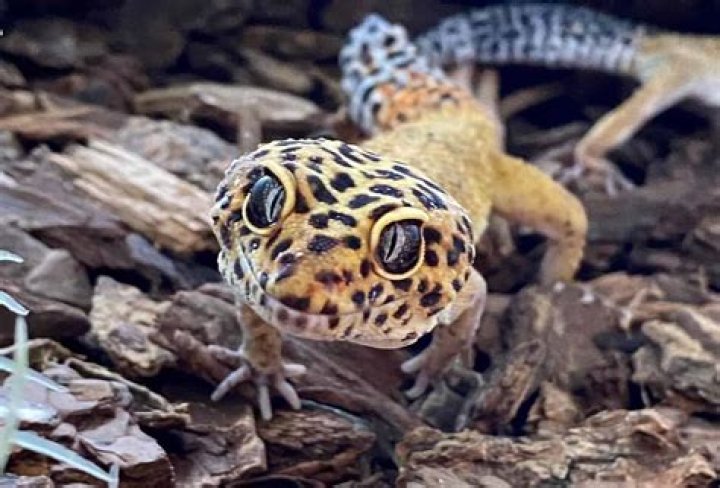 What does Gecko mean in Hawaiian?