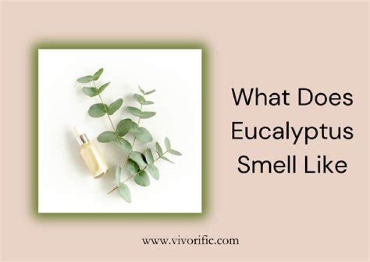 What does Huacatay taste like?