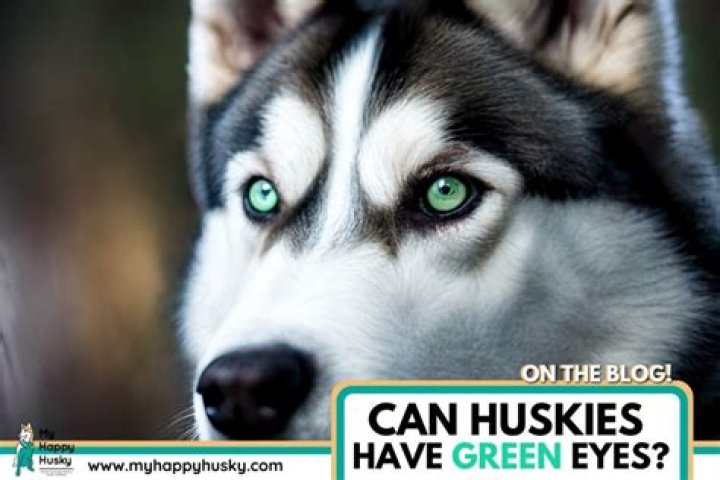 What does it mean if a dog has green eyes?