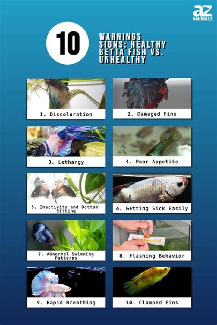 What does it mean if your betta fish changes colors?