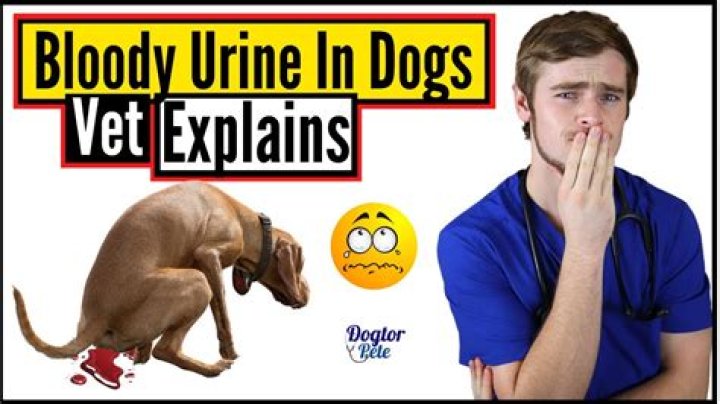 What does it mean when dogs pee blood?