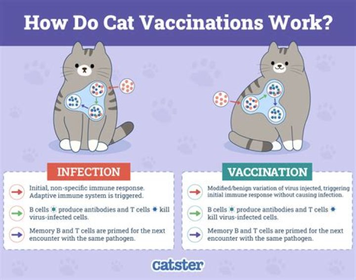 What does lethargic mean in cats?