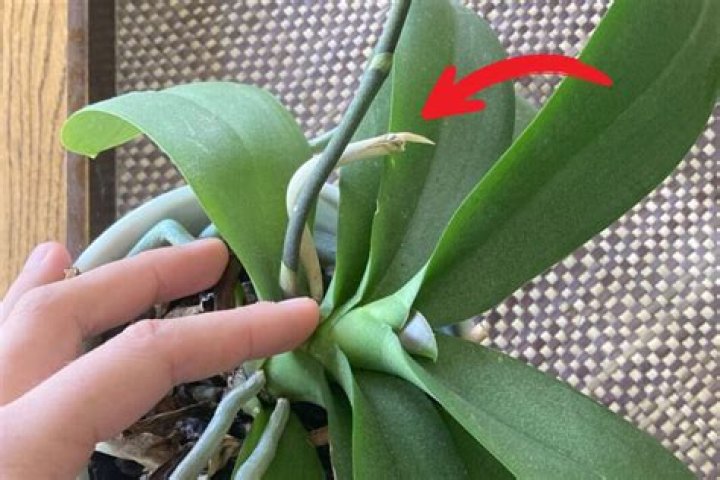 What does Orchid scale look like?