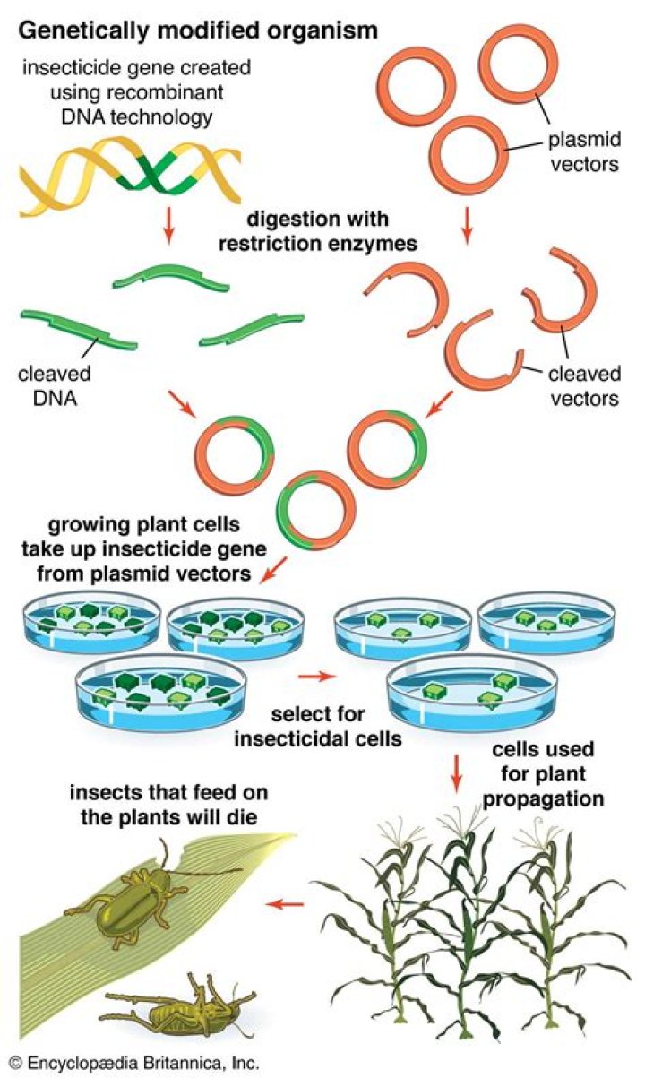 What does scaffold mean in biology?
